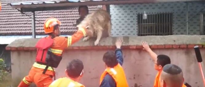 洪水中，狗狗跌跌撞撞扑到消防员小哥的怀里…