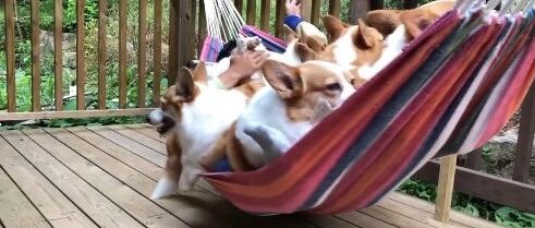 8只柯基和主人一起睡吊床，幸福感沉甸甸！…