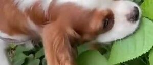 自感身体不适的狗狗竟在路边吃草药自疗