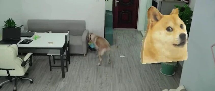 狗子趁主人睡觉开冰箱偷吃，吃完还会丢垃圾…