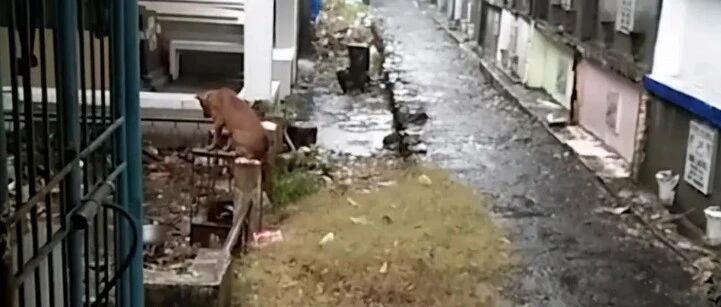 大雨中，狗狗依然守护在主人墓地旁不离不弃…