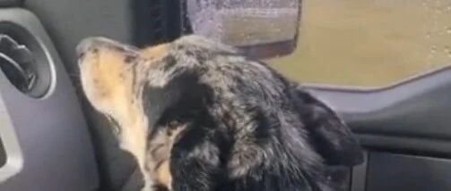 国外一狗狗吃醋到哭，铲屎官愧疚得直道歉…