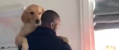 五星级黏人狗狗与小猫咪争宠，画风太魔性