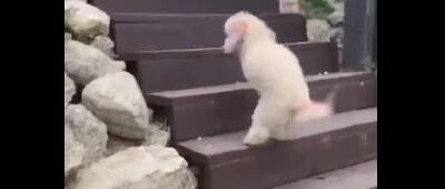 残疾小狗用两条后腿爬上台阶，励志又可爱！~