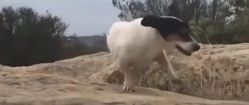 失去后腿的狗狗却是攀岩高手，而且速度很快…