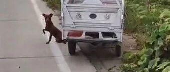 同病相怜？河南小伙手受伤包扎后回家，竟然路遇一只这样的狗狗…