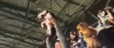 音乐响，举狗狗！美国一棒球比赛现场出现了这么一幕…