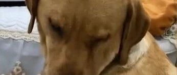 太累了!拉布拉多带娃喂奶时困到睁不开眼…