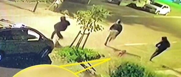 两只狗狗勇斗四名持刀劫匪，让主人一家幸免于难…