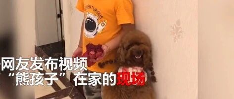 你别笑！泰迪被萌娃“连累”罚站，表情奇葩…