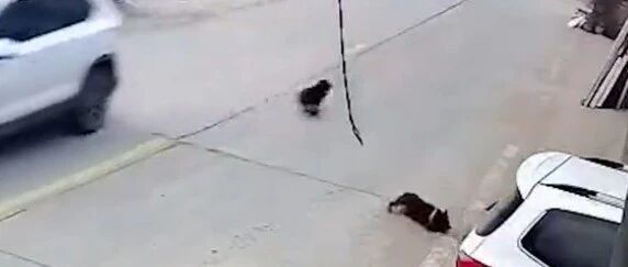 两只准备“离家出走”的狗狗，一出门就遭遇双重惊险…