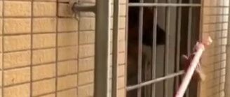 主人回家忘带钥匙，狗狗一顿神操作看呆网友