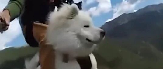 法国男子带狗狗飞上天，看天地风景无限！