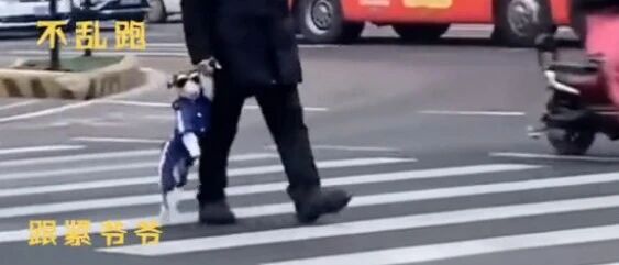 没带狗绳，大爷竟然直接牵着狗爪过马路…
