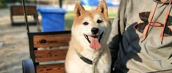 八年没等来主人接它回家，这只柴犬再次被法院拍卖…