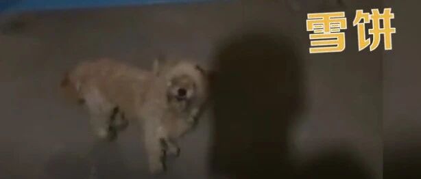 宠物狗在义乌走丢，1个月后走回金华主人家…