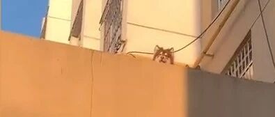 铲屎官出门忘带钥匙，天台下喊话狗子取钥匙…