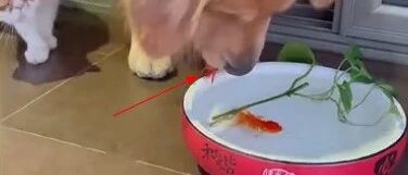 狗狗的宠物鱼被猫咪弄地上了，它赶紧来“拯救”…
