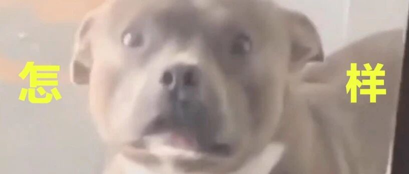 小主人出生后，本来暴躁拆家的狗子秒变温顺…