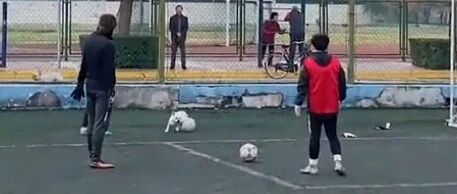 法斗跑足球场上抢球带球，高能操作惊呆众人