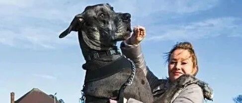 世界最高狗狗弗雷迪去世，站立时身高超2米…