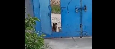 家犬带伙伴回家先请示主人，流浪狗蹲门外礼貌等候…