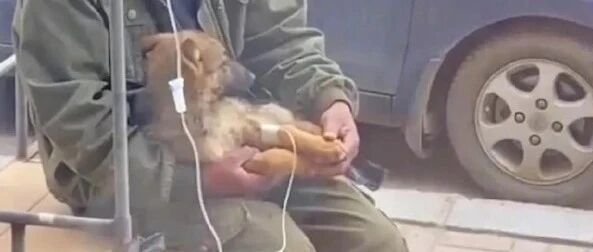 男子抱着狗狗坐门口打吊针，像极了家长陪孩子看病…