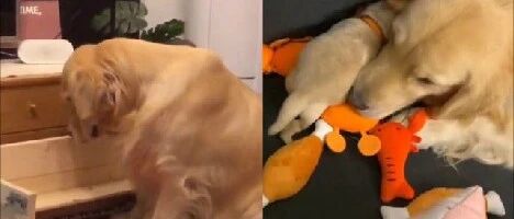 怕压到狗宝宝，金毛竟然坐着喂奶长达6小时…