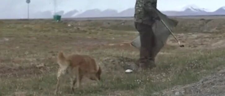 90后带爱犬去可可西里捡垃圾，狗狗却死在了那里…