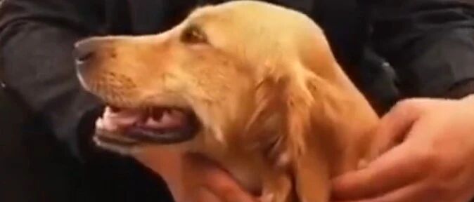 1岁金毛徒步100多公里，半个月后终于回到家…