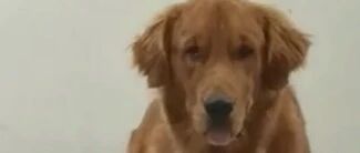 求奶奶摸头被忽视，河北一狗狗赌气挡住电视不让奶奶看，然后“冷战”开始…