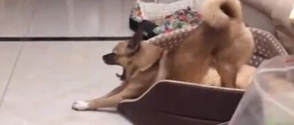 江苏一狗狗睡饱后原地“做瑜伽”，姿势超标准