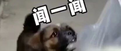 两只小狗闻了闻螺蛳粉后，头也不回地离开了