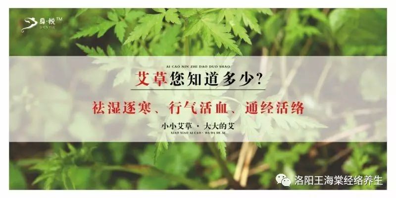 艾草你知多少(犹七年之病,求三年之艾)早在战国时期,就有这样的古话