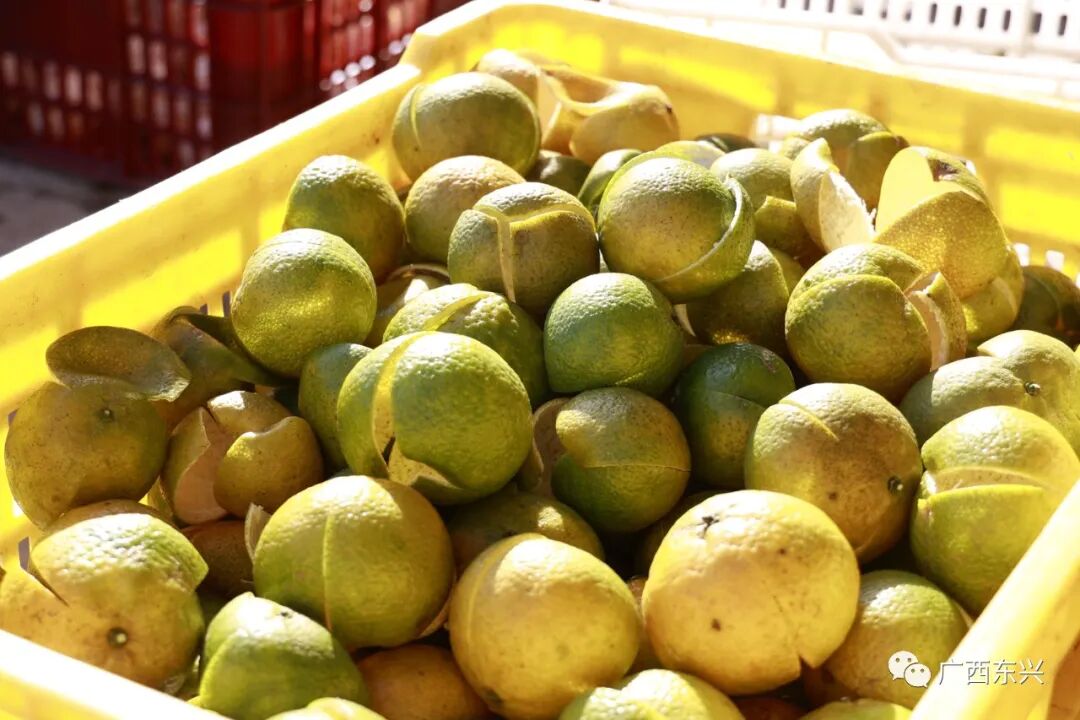 乡村振兴东兴四会柑迎来丰收季摘柑晒陈皮正当时