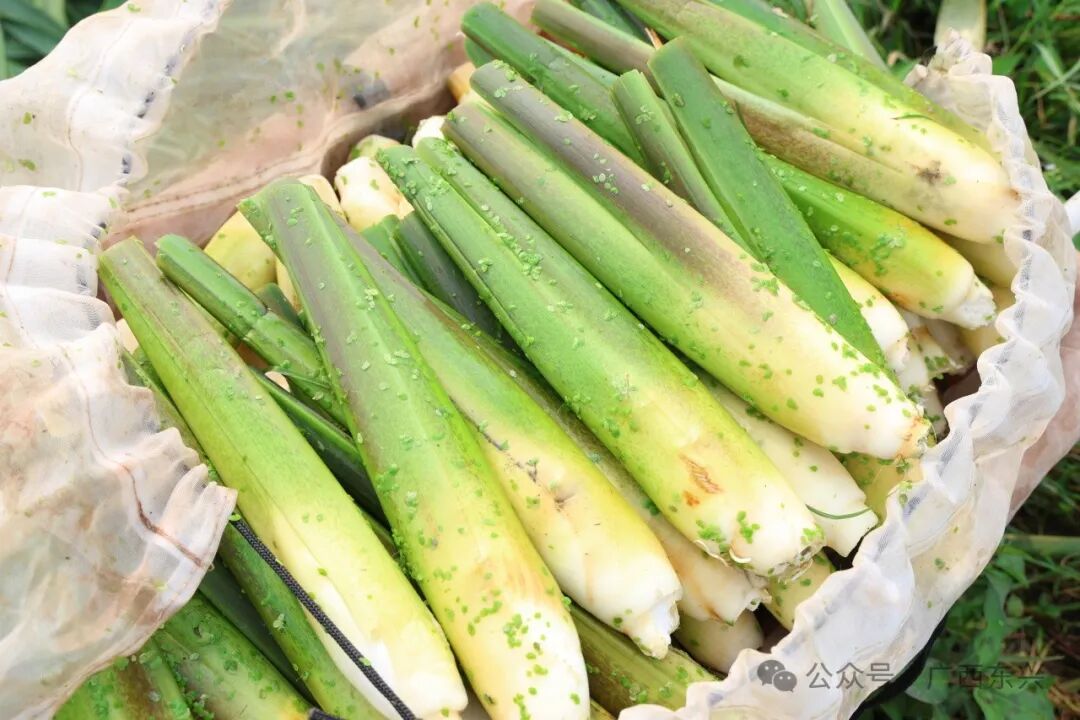 【乡村振兴】东兴:头茬茭白争"鲜"上市
