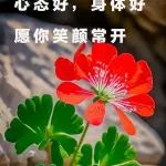 朗诵：五月再见，六月你好！