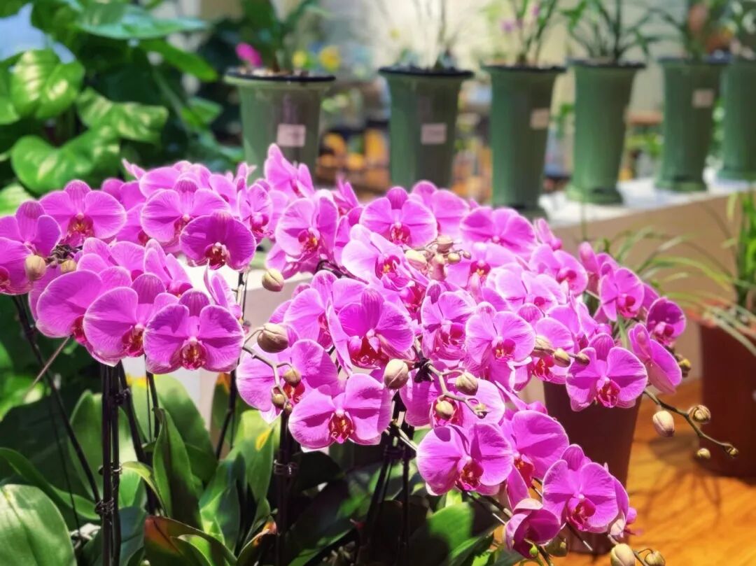 蝴蝶兰.JPG