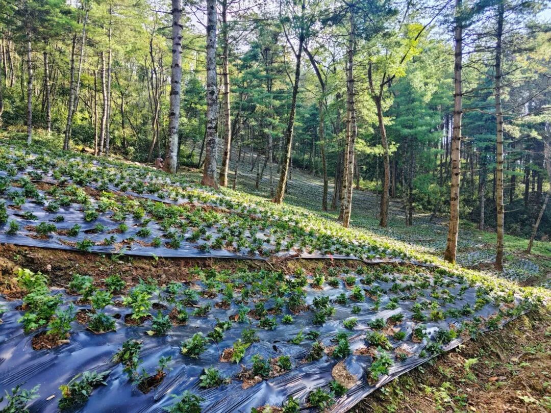 九岭头林场连片黄连种植区 (上).jpg