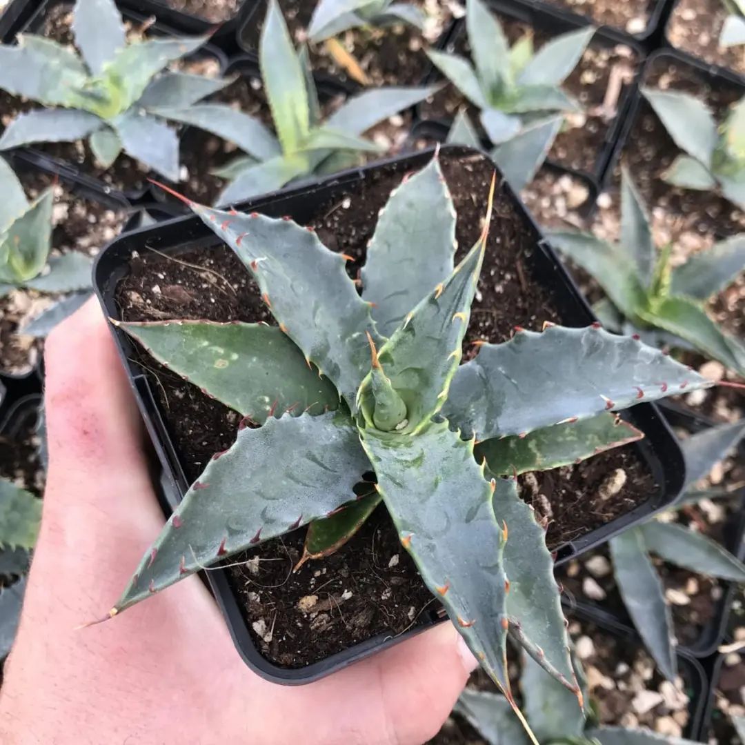 养好龙舌兰,你只需注意这些要点