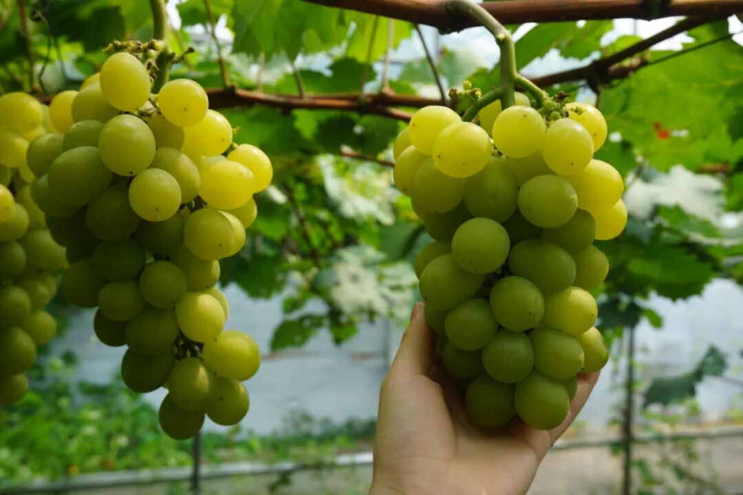 申园,申玫,申丽,来看上海新品种葡萄