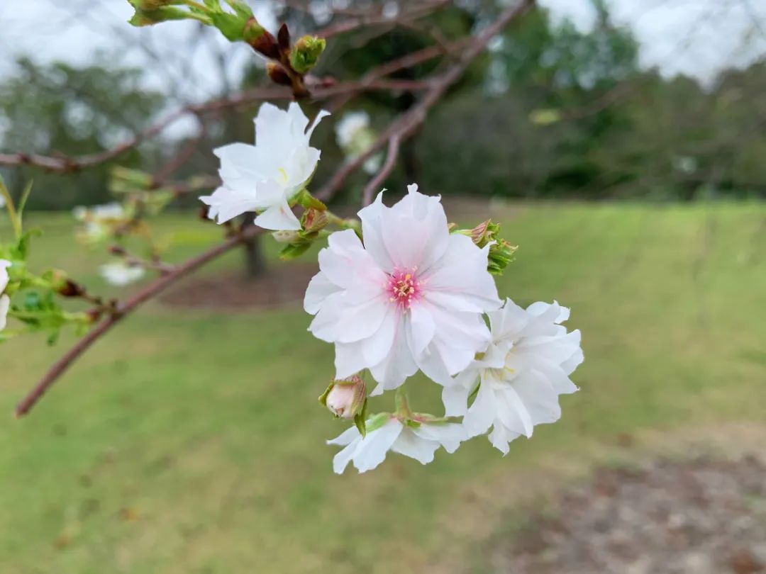辰山植物园樱花再次绽放 一处樱花两季风景 上海教育