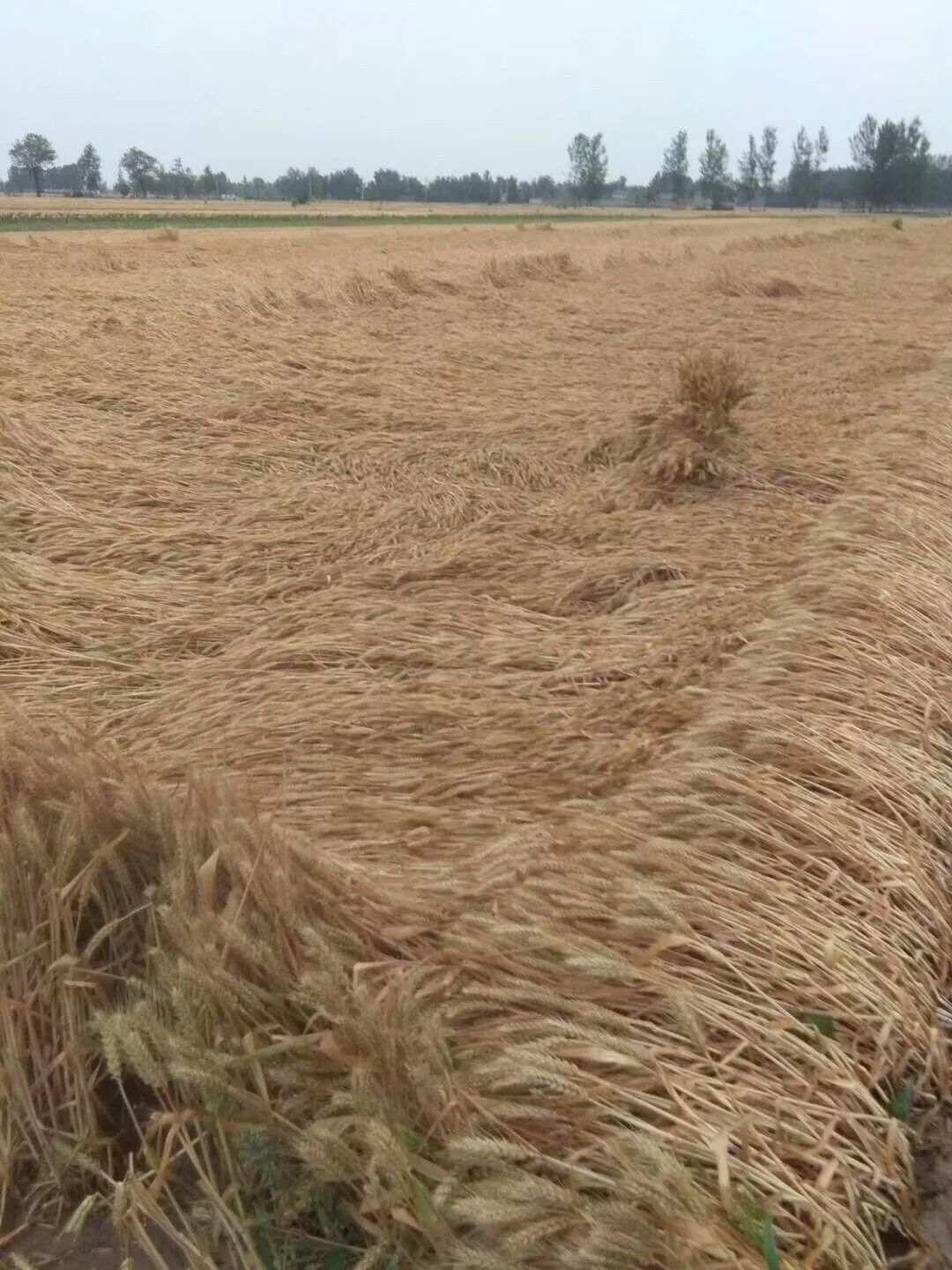 河南杞县突下暴雨街道被淹