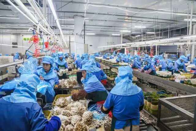 曲江食用菌省级现代农业产业园，陈美娇提供