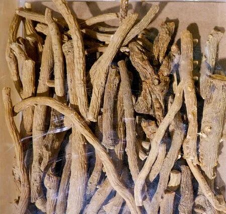 中药界网红板蓝根，最全讲解来了