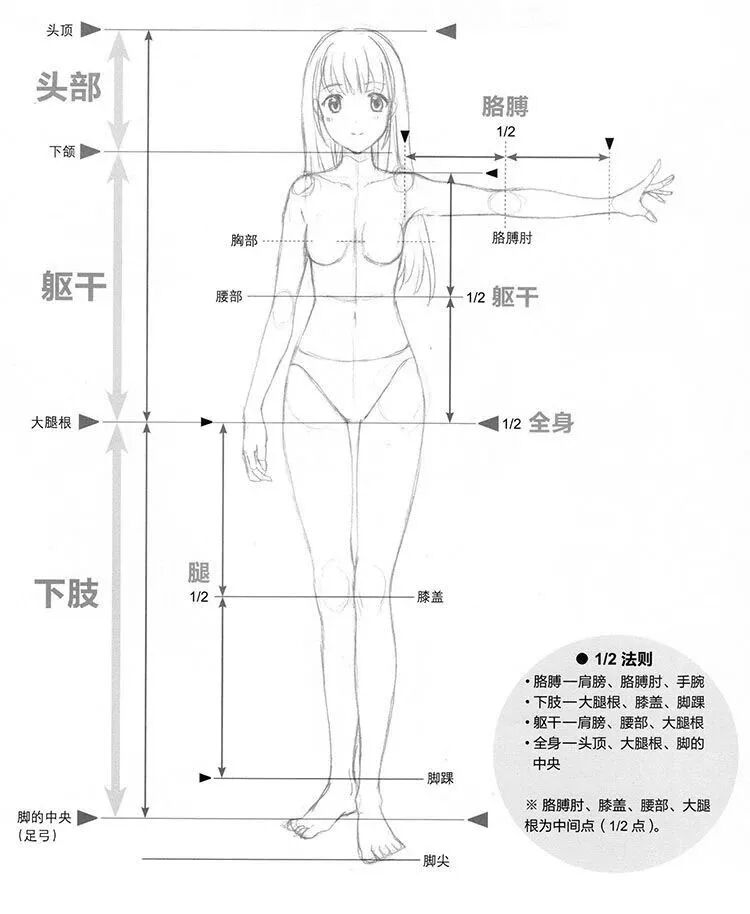 漫画入门 美少女漫画入门 01 身体平衡的基础 1 2法则 我爱简笔画 微信公众号文章阅读 Wemp