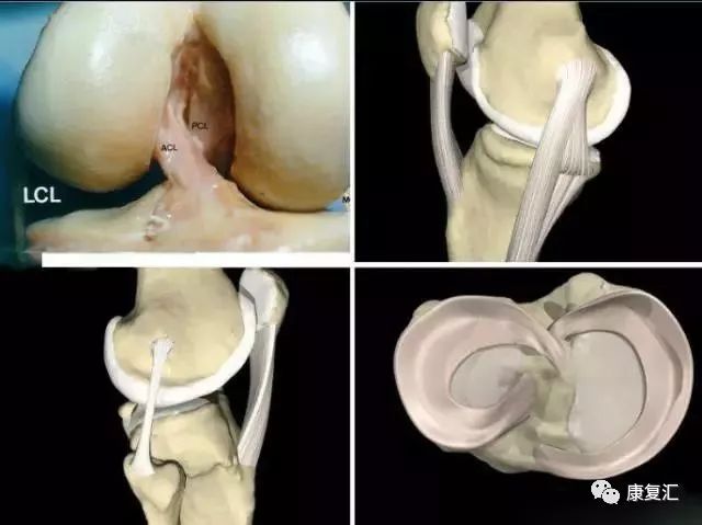 膝關節疼痛的常見病因與康復治療多圖詳解！ 健康 第5張
