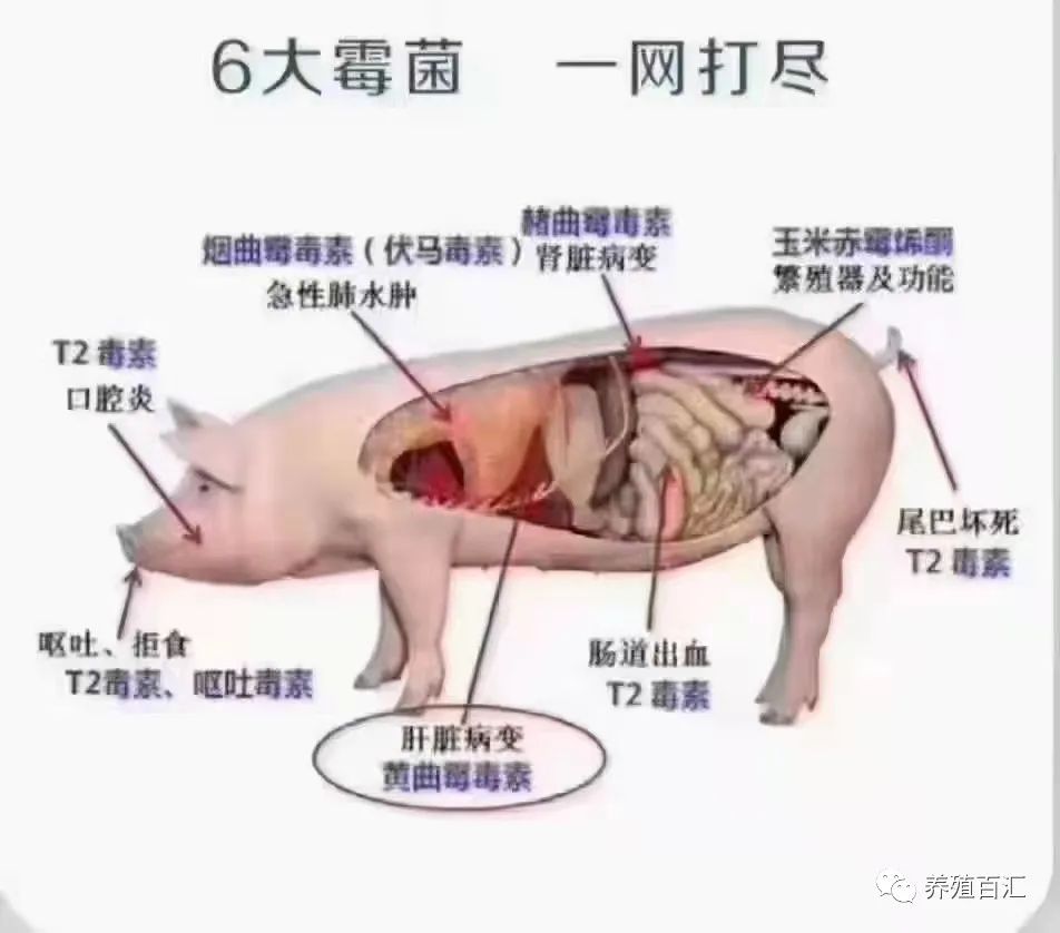 兽药知识如何诊断和防治猪弓形虫病？