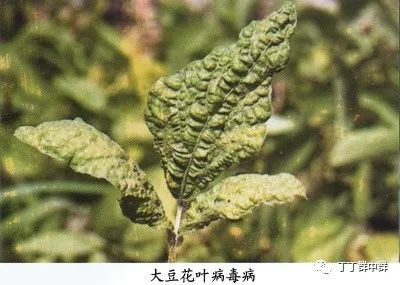 大豆花叶病 丁丁群中群 微信公众号文章阅读 Wemp