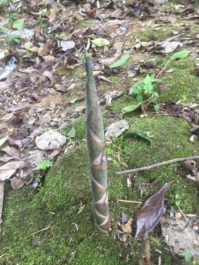 【原创】文笋,来自大山的馈赠
